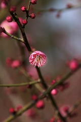 2014梅花-0107