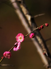 2014梅花-0108