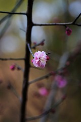 2014梅花-0109
