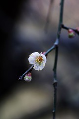 2014梅花-0110