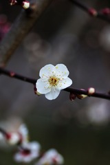 2014梅花-0112