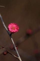 2014梅花-0117