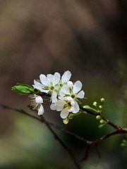 2014樱花-0103