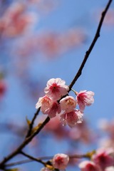 2014樱花-0105