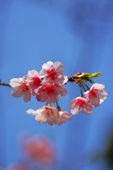 2014樱花-0106