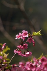 2014樱花-0109
