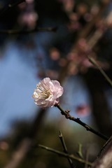 2014梅花-0205