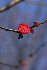 2014梅花-0210