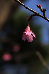 2014樱花-0204