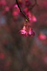 2014樱花-0206