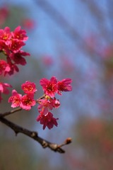 2014樱花-0210