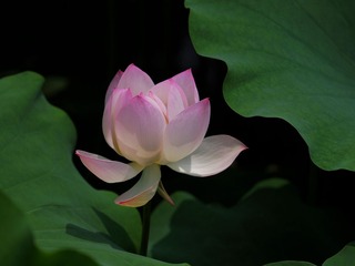 2014-荷花-0201