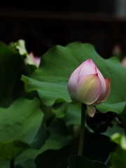 2014-荷花-0203