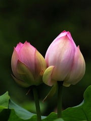 2014-荷花-0204