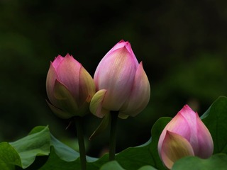 2014-荷花-0205