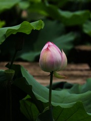 2014-荷花-0207
