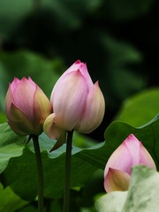 2014-荷花-0208