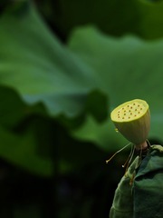2014-荷花-0210
