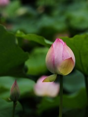 2014-荷花-0211
