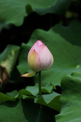 2014-荷花-0213
