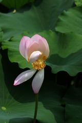 2014-荷花-0214