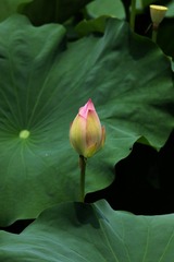 2014-荷花-0216