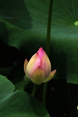 2014-荷花-0217