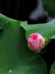 2014-荷花-0218