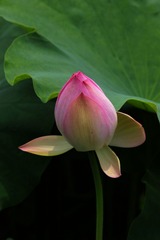 2014-荷花-0219