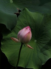 2014-荷花-0240