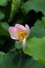 2014-荷花-0221