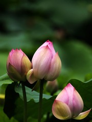 2014-荷花-0222