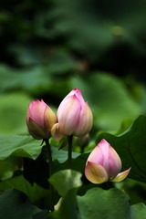 2014-荷花-0223