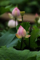 2014-荷花-0224