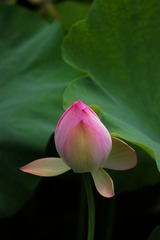 2014-荷花-0226