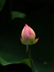 2014-荷花-0227