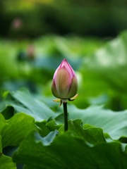 2014-荷花-0228