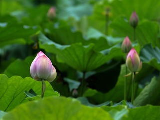 2014-荷花-0229