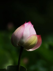 2014-荷花-0230