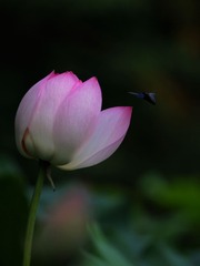 2014-荷花-0231