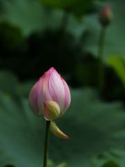2014-荷花-0232