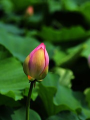 2014-荷花-0233