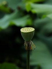2014-荷花-0234