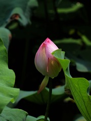 2014-荷花-0235