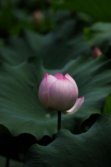 2014-荷花-0236