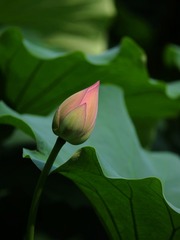 2014-荷花-0237