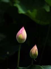 2014-荷花-0238