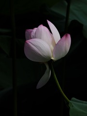 2014-荷花-0239