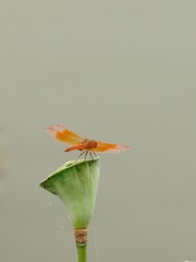 2014-蜻蜓-0103