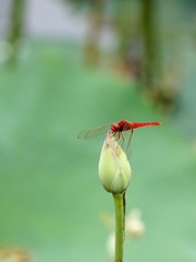 2014-蜻蜓-0104